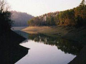 river-trees